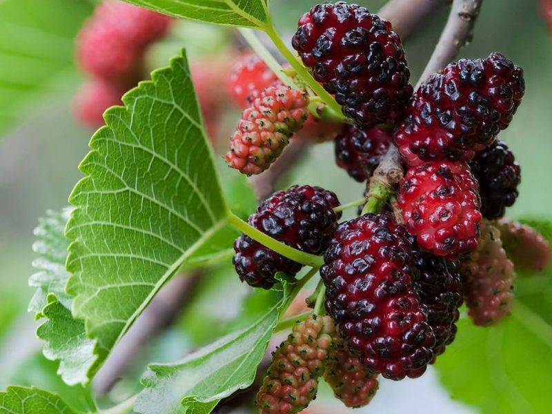 Шелковица купить саженцы из питомнике в Лесном