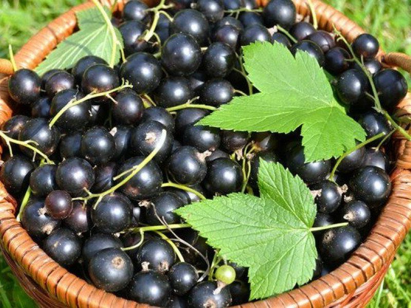 Смородина купить саженцы из питомника в Лесном