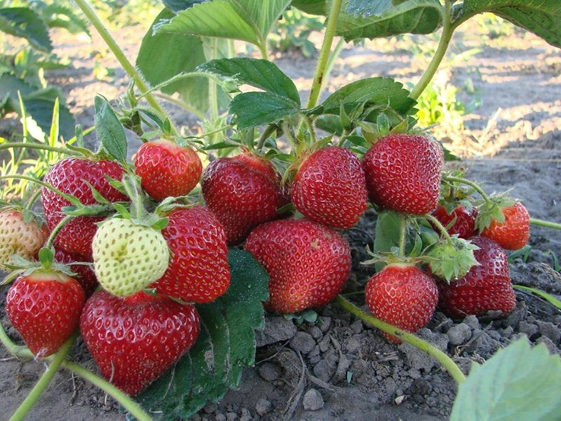 Клубника купить саженцы из питомника в Лесном