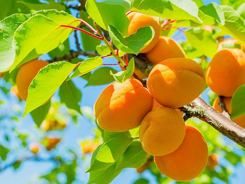 Абрикос купить саженцы из питомнике в Лесном