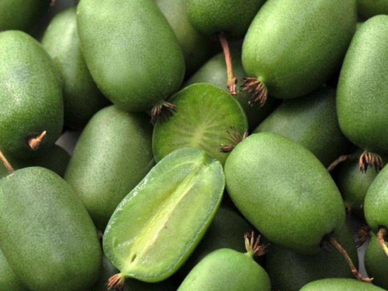 Актинидия купить саженцы из питомнике в Лесном