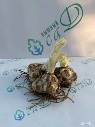 Лилия "НИМФ" 3 штуки (размер 18/20)