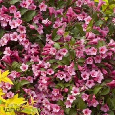 ВЕЙГЕЛА "МИНУЭТ"